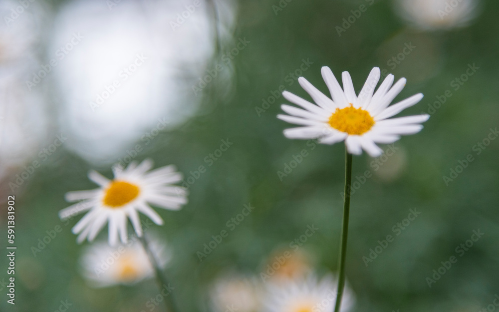 Unfocused - lovely white daisy flower on the natural garden background. Shallow depth of field. 