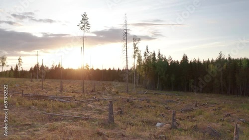 Clearcutting of natural forested area for timber industry - sunset aerial photo