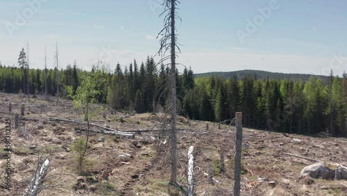 Deforestation in woods by logging industry exposing land to soil erosion; aerial photo