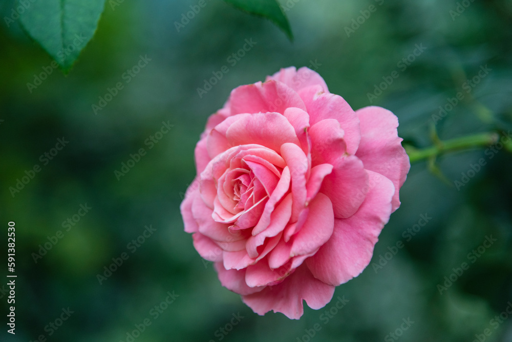 Pink rose (Rosa) - beautiful, fresh and soft flower on the green deep background. Pink rose (Rosa) - beautiful, fresh and soft flower on the green deep background.