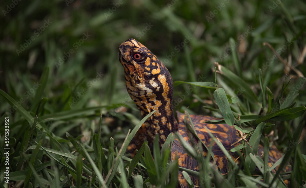 Fototapeta premium Turtle's head appearing from the grass