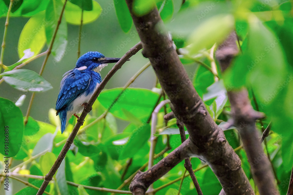Fototapeta premium blue bird on a branch