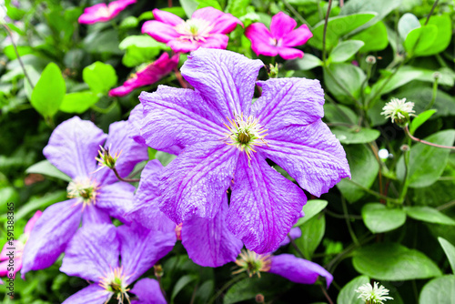 Close-up of beautiful purple flowers of clematis over a green background. Pink clematis flowers in the garden