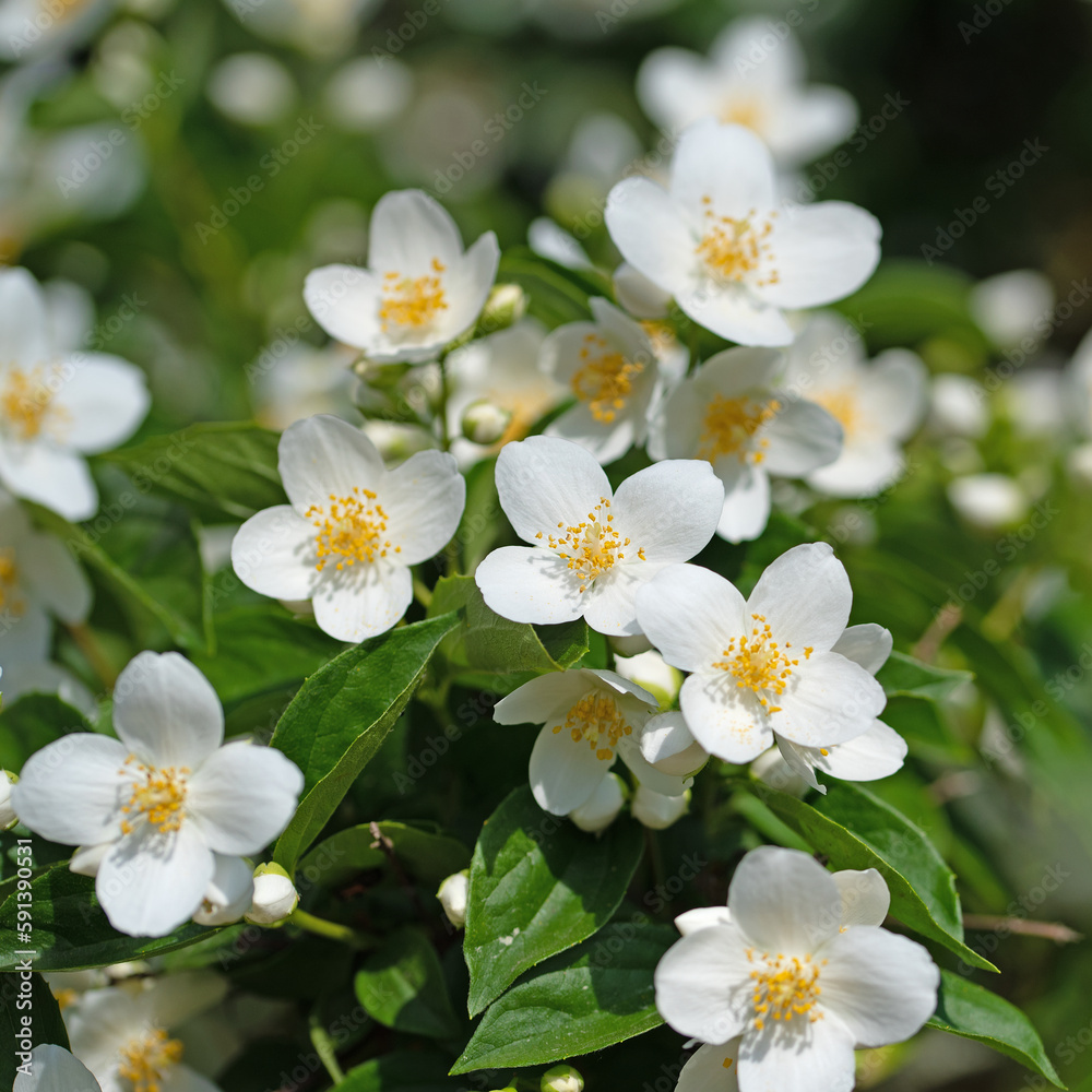 Blühender Europäischer Pfeifenstrauch, Philadelphus coronarius Blühender Europäischer Pfeifenstrauch, Philadelphus coronarius