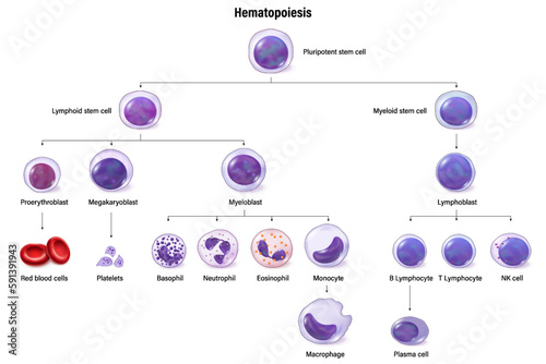 Hematopoiesis. All blood cells and plasma develop from hematopoietic stem cell. Erythrocytes, leukocytes and thrombocytes. Education chat. Blood cell types. Poster for science use. photo