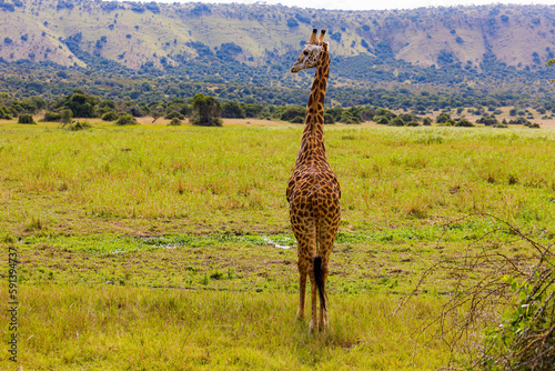 Wild Life By Alok Sheth photo