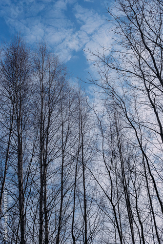 a row of tall birch trees without leaves against the blue sky on a spring day
