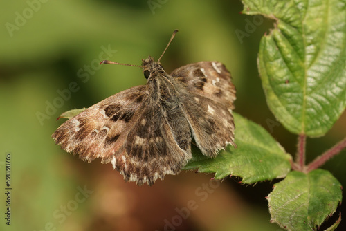 Closeup on a fresh emerged brown Mallow skipper butterfly, Carcharodus alceae sitting with spread wings
