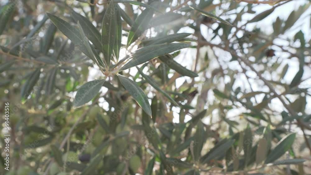 contra luz de arboles, field of olive trees, with olives prepared to make extra virgin olive oil contra luz de arboles, field of olive trees, with olives prepared to make extra virgin olive oil