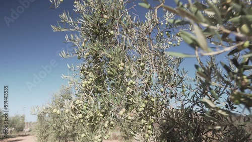 field of olive trees, with olives prepared to make extra virgin olive oil photo