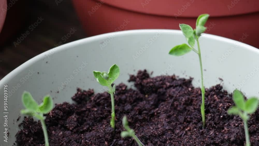 Sprouted sweet pea seedlings in nursery pot with compost. Handheld macro shot Sprouted sweet pea seedlings in nursery pot with compost. Handheld macro shot