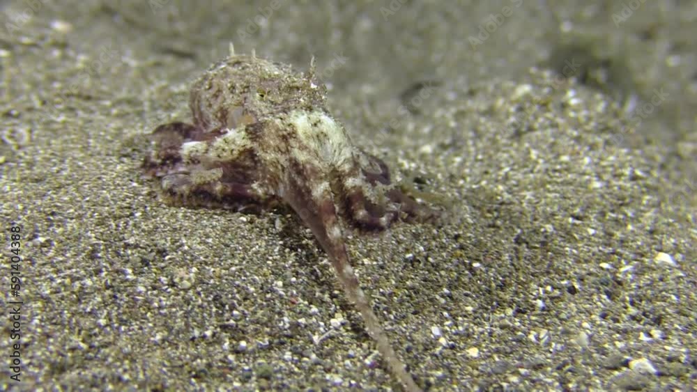 Coconut octopus in the open during night, completely exposed moving forward and searching for prey using tentacles. Medium shot showing all body parts and sandy bottom Coconut octopus in the open during night, completely exposed moving forward and searching for prey using tentacles. Medium shot showing all body parts and sandy bottom