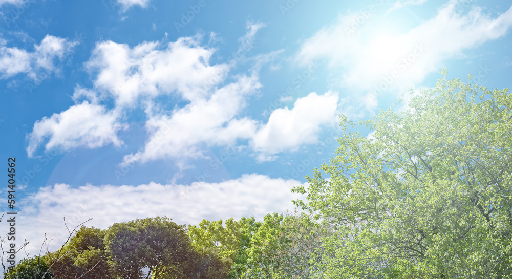 Obraz premium 春、新緑の森の木々の上の晴天の青空 旅行・観光・祝日・アウトドア・子供の日のイメージ