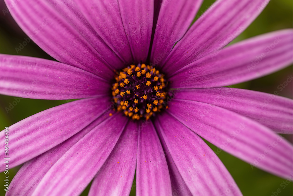 Purple Osteospermum flower ( Purple Osteospermum flower (