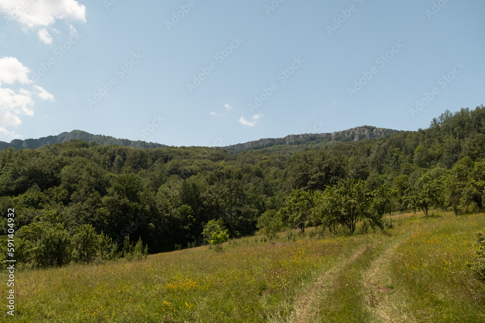 Naklejka premium path thru the meadow in the mountains