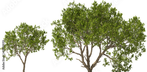 tree caesalpine trees, hq cutout arch viz plant	no shadow
