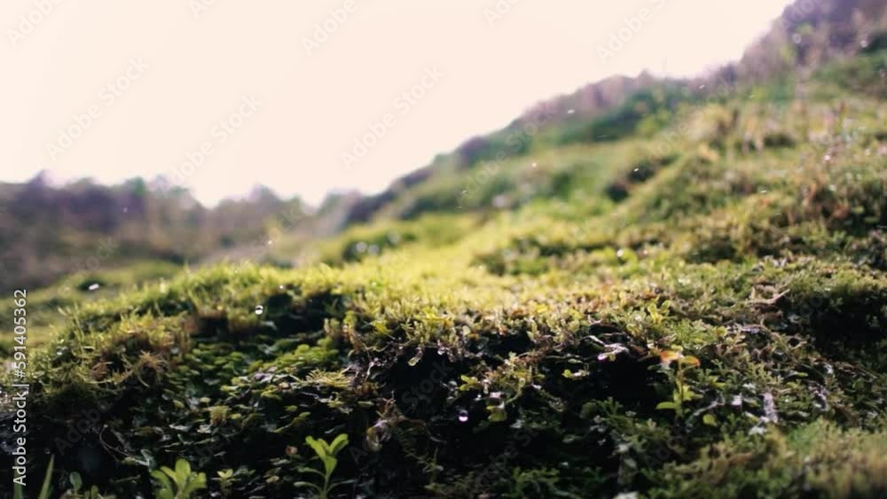 Rock moss dropping water drop from moss after a rainy morning. Nature concept. Slow motion