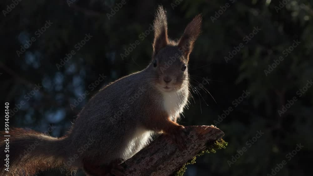 red squirrel on branch turn head sunny backlit Sciurus vulgaris natural world norway red squirrel on branch turn head sunny backlit Sciurus vulgaris natural world norway