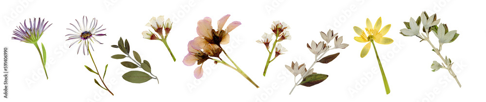 Pressed and dried flat flowers, leaves isolated on white background. For use in floral patterns, compositions, herbariums, scrapbooking, floristry. Pressed and dried flat flowers, leaves isolated on white background. For use in floral patterns, compositions, herbariums, scrapbooking, floristry.