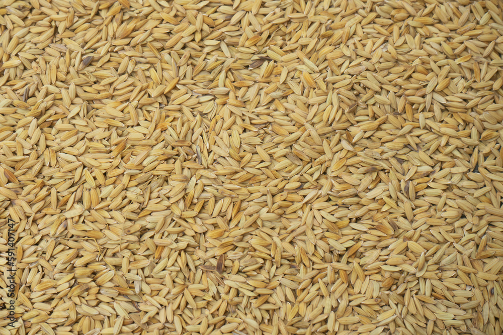close up piles of rice dried in the sun. Pattern and background. 