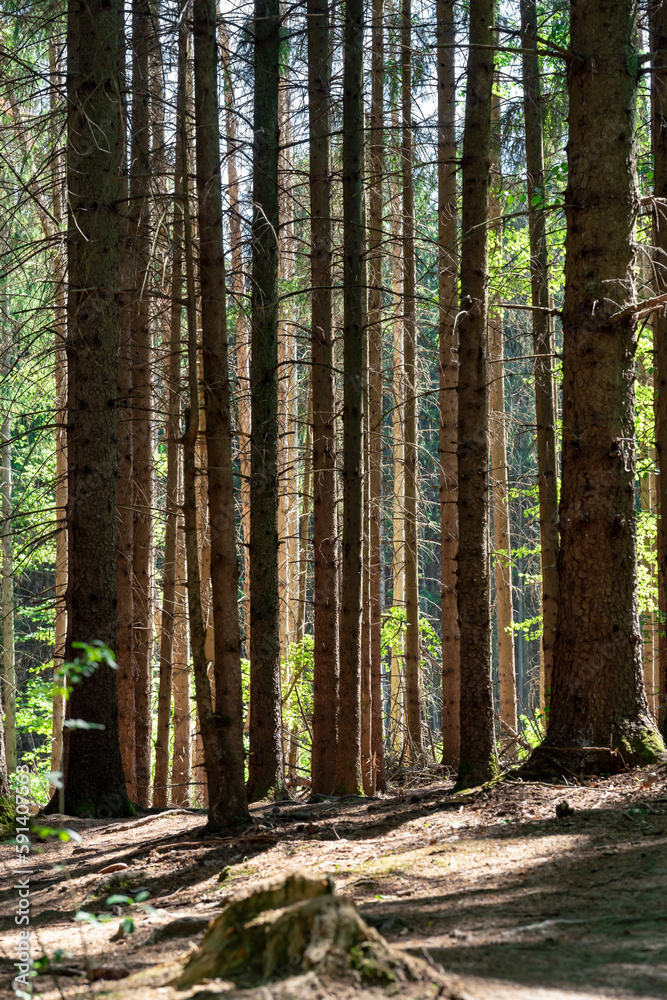 Naklejka premium Pine forest landscape. Sunny day. Shadows and sunlights. 