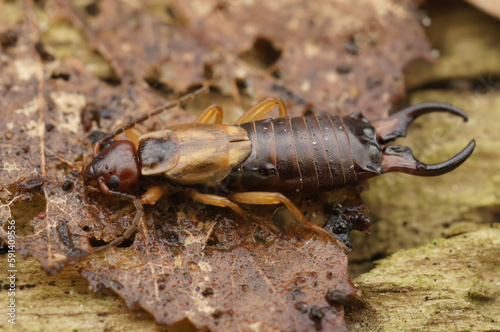 Detailed full body closeuyp on the European earwig , Forficula auricularia, on the bark of a tree photo