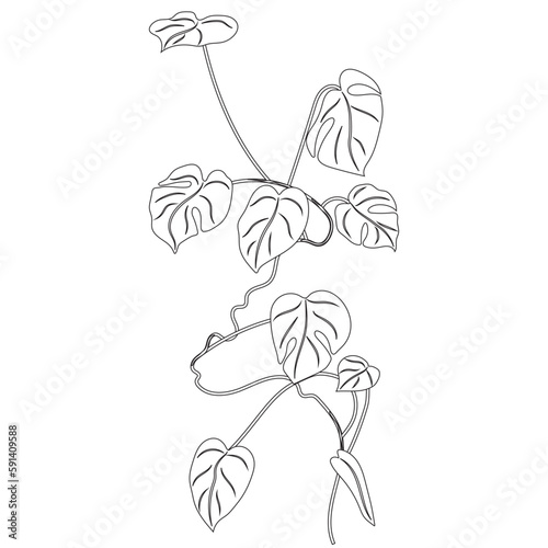 Coloring creeper monstera. Philodendron, swiss cheese plant, clip art, liana, flower, home plant