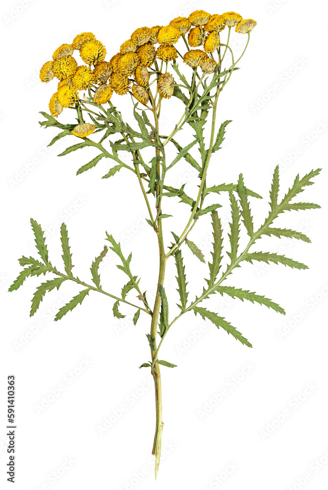 Pressed and dried flowers of tansy or tanacetum. Isolated on white background. For use in scrapbooking, floristry or herbarium.