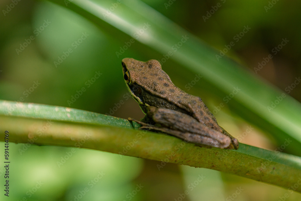 brown stream frog (hylarana chalconota) frog on leaves, brwon frog on green leaves, animal closeup brown stream frog (hylarana chalconota) frog on leaves, brwon frog on green leaves, animal closeup