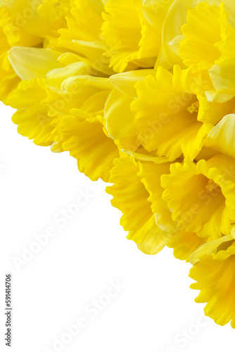 Fototapeta Naklejka Na Ścianę i Meble -  Daffodils isolated on white background
