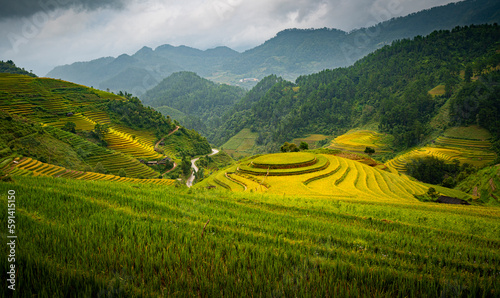 Golden ripe rice season on Mu Cang Chai terraces  Vietnam