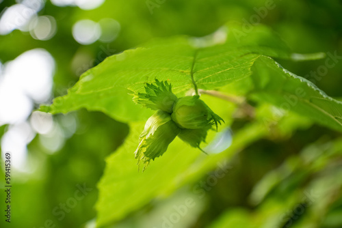 Bilde på lerret unripe green filbert cob nuts  growing on tree branch close up