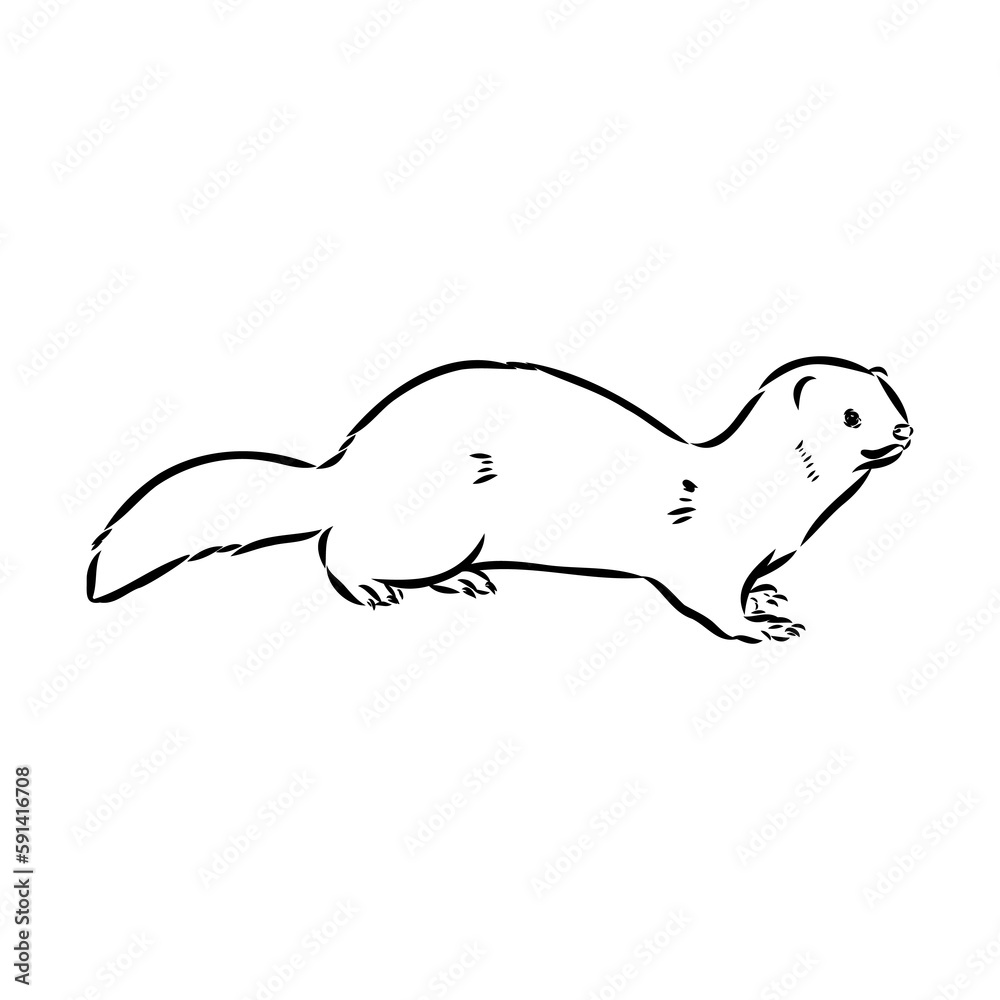 Obraz premium Drawing of ferret, vector illustration isolated on white. mink animal, vector sketch illustration