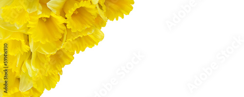 Fototapeta Naklejka Na Ścianę i Meble -  Daffodils isolated on white background