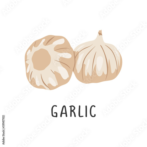 Garlic Vector illustration, flat design cartoon of pungent garlic natural product for health and vitamins.