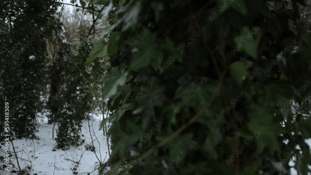 Moving through the woodland Trees in the snowy Park Moving through the woodland Trees in the snowy Park