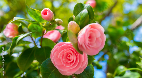 Fototapeta Naklejka Na Ścianę i Meble -  Japanese Camellia flowers, Camelia Japonica in the springtime garden with nice bokeh background