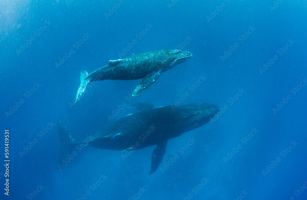 Fototapeta premium ザトウクジラ・沖縄本島・ホエールスイム.5