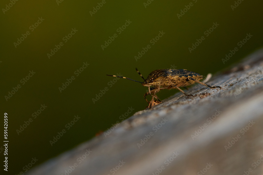 Nymphe der Rotbeinigen Baumwanze (Pentatoma rufipes) Nymphe der Rotbeinigen Baumwanze (Pentatoma rufipes)