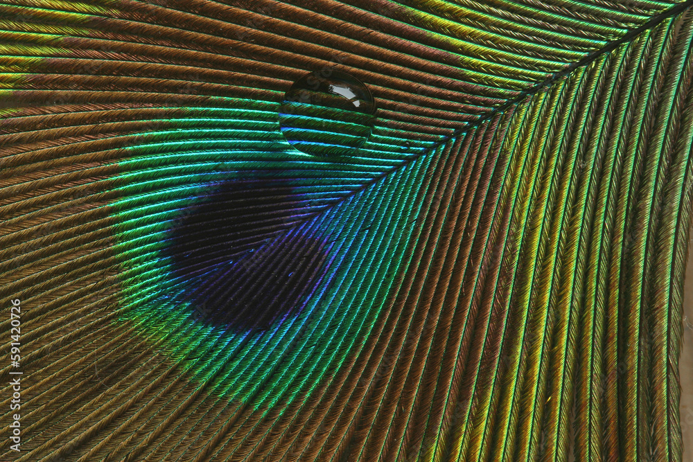 Obraz premium A drop of water on the feather of a Peacock 
