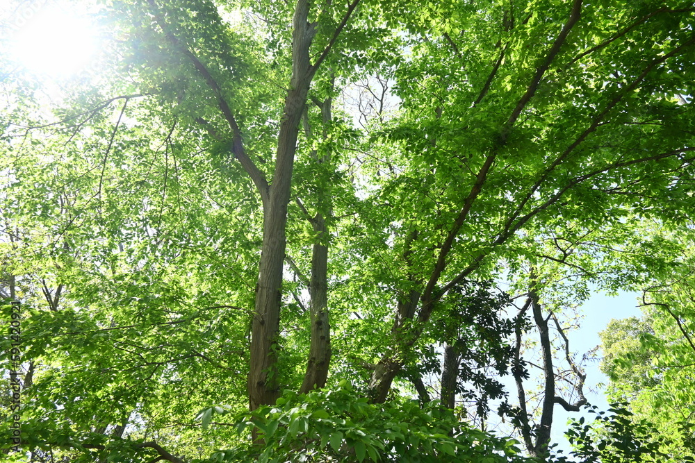 Chonowski's hornbeam ( Carpinus tschonoskii ) Fresh green. Betulaceae deciduous tree. Native to Japan, this tree grows wild in mountainous areas and is also used as a Bonsai. Chonowski's hornbeam ( Carpinus tschonoskii ) Fresh green. Betulaceae deciduous tree. Native to Japan, this tree grows wild in mountainous areas and is also used as a Bonsai.