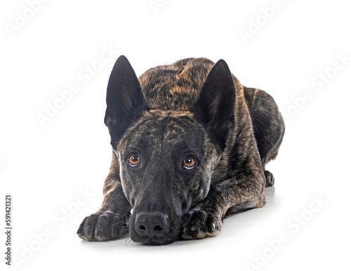 Canvas Print Dutch Shepherd in studio