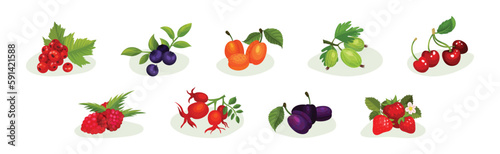 Ripe and Juicy Berries with Green Leaves Vector Set