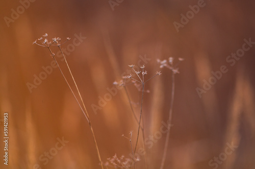 Dried plants in the meadow.