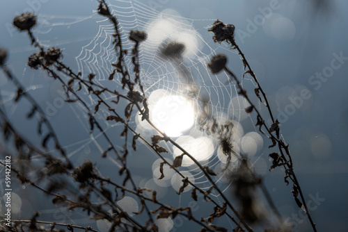 Wet cobwebs on dry flowers on the background of the lake.