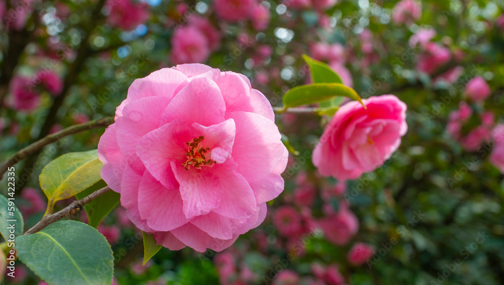 Japanese Camellia flowers, Camelia Japonica in the springtime garden with nice bokeh background Japanese Camellia flowers, Camelia Japonica in the springtime garden with nice bokeh background
