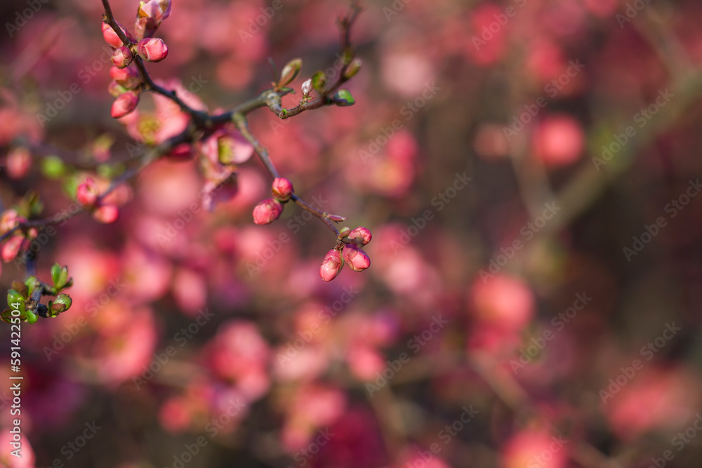 Blooming spring flowers. Blooming spring flowers.