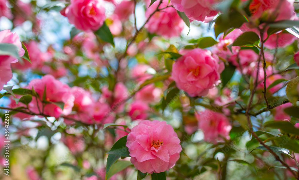 Japanese Camellia flowers, Camelia Japonica in the springtime garden with nice bokeh background Japanese Camellia flowers, Camelia Japonica in the springtime garden with nice bokeh background