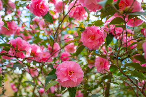 Fototapeta Naklejka Na Ścianę i Meble -  Japanese Camellia flowers, Camelia Japonica in the springtime garden with nice bokeh background