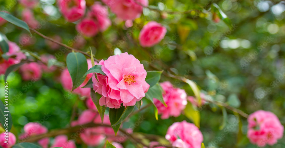 Japanese Camellia flowers, Camelia Japonica in the springtime garden with nice bokeh background Japanese Camellia flowers, Camelia Japonica in the springtime garden with nice bokeh background